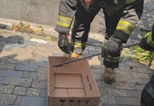 Cobra Falsa coral é resgatada no Jardim Bela Vista em Santo André