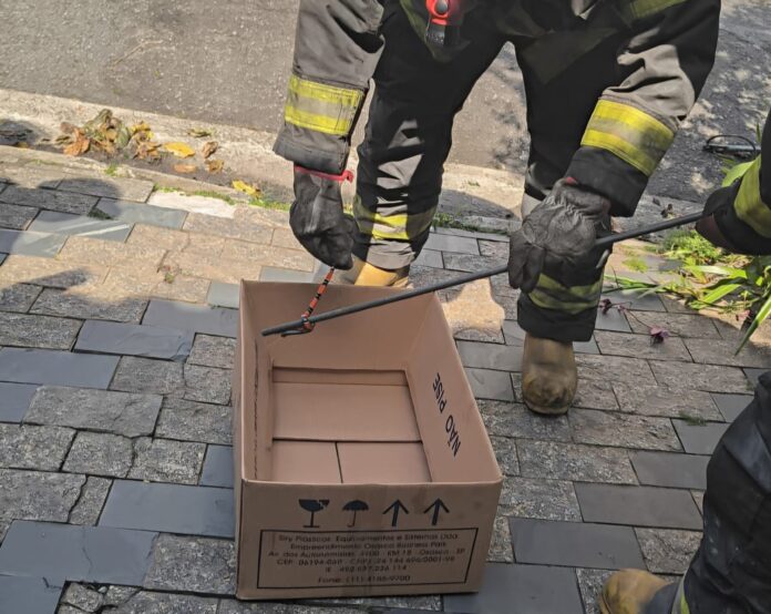 Cobra_Falsa_Coral_Foto_Divulgação (2) (1)