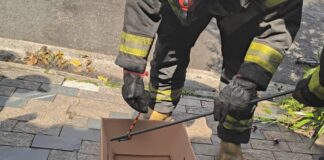 Cobra Falsa coral é resgatada no Jardim Bela Vista em Santo André