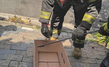 Cobra Falsa coral é resgatada no Jardim Bela Vista em Santo André