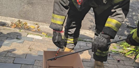 Cobra Falsa coral é resgatada no Jardim Bela Vista em Santo André