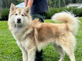 ParkShopping São Caetano recebe feira de adoção de pets