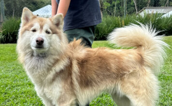 ParkShopping São Caetano recebe feira de adoção de pets