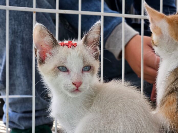 Tigela Cheia - Ryan Hanada (9)