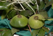 Festival do Cambuci de Paranapiacaba reúne gastronomia, cultura e lazer a partir deste sábado