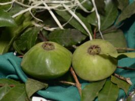 Festival do Cambuci de Paranapiacaba reúne gastronomia, cultura e lazer a partir deste sábado