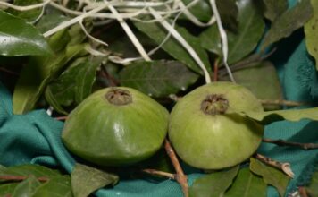 Festival do Cambuci de Paranapiacaba reúne gastronomia, cultura e lazer a partir deste sábado