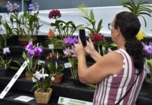 Festival de Flores de Santo André chega à 50ª edição neste fim de semana