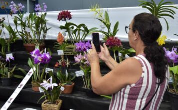 Festival de Flores de Santo André chega à 50ª edição neste fim de semana