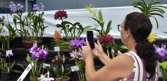 Festival de Flores de Santo André chega à 50ª edição neste fim de semana