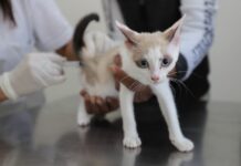 Zoonoses de Diadema disponibiliza vacina antirrábica semanalmente