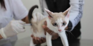 Zoonoses de Diadema disponibiliza vacina antirrábica semanalmente