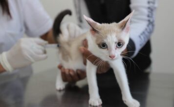 Zoonoses de Diadema disponibiliza vacina antirrábica semanalmente