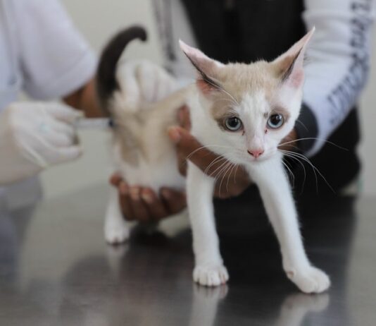 Zoonoses de Diadema disponibiliza vacina antirrábica semanalmente