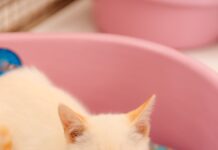 Feira de pets no CCZ de São Bernardo incentiva adoção neste sábado