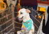 Evento de adoção animal da OAB Santo André conta com apoio do Singular
