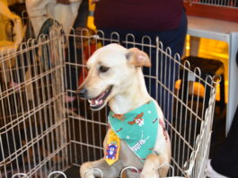 Evento de adoção animal da OAB Santo André conta com apoio do Singular