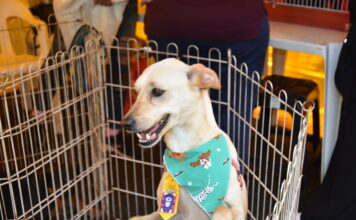 Evento de adoção animal da OAB Santo André conta com apoio do Singular