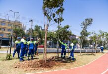 Em celebração ao Dia da Árvore, São Caetano realiza plantio de 20 exemplares no Parque Linear Kennedy