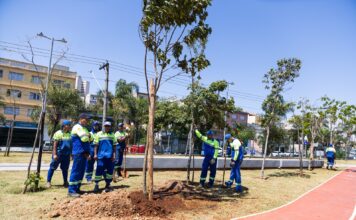 Em celebração ao Dia da Árvore, São Caetano realiza plantio de 20 exemplares no Parque Linear Kennedy