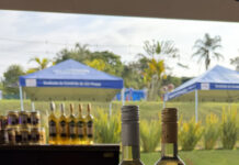 Festival da Alcachofra, Vinho e Mel de São Roque chega à 3ª semana