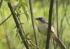 Tico-tico-do-banhado, ave ameaçada de extinção, é avistado no Parque Oriental, em Ribeirão Pires