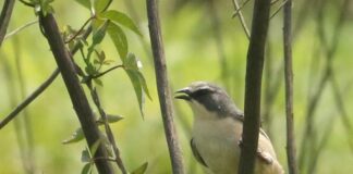 Tico-tico-do-banhado, ave ameaçada de extinção, é avistado no Parque Oriental, em Ribeirão Pires
