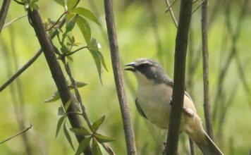 Tico-tico-do-banhado, ave ameaçada de extinção, é avistado no Parque Oriental, em Ribeirão Pires