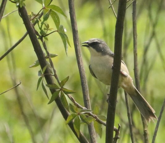 Tico-tico-do-banhado, ave ameaçada de extinção, é avistado no Parque Oriental, em Ribeirão Pires