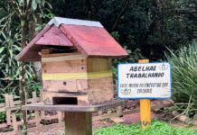 Abelhas da Mata amplia atuação e leva preservação de abelhas nativas para espaços públicos
