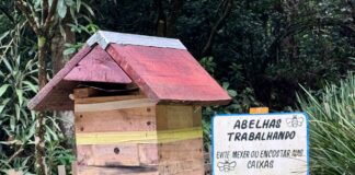 Abelhas da Mata amplia atuação e leva preservação de abelhas nativas para espaços públicos