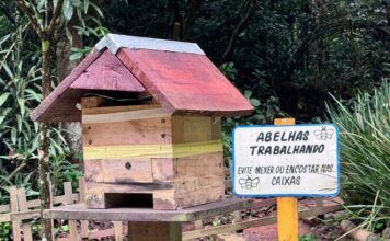 Abelhas da Mata amplia atuação e leva preservação de abelhas nativas para espaços públicos